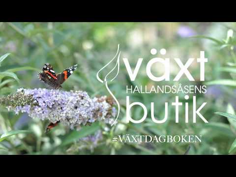 Växtdagboken - Del 1 - Gallra en buske