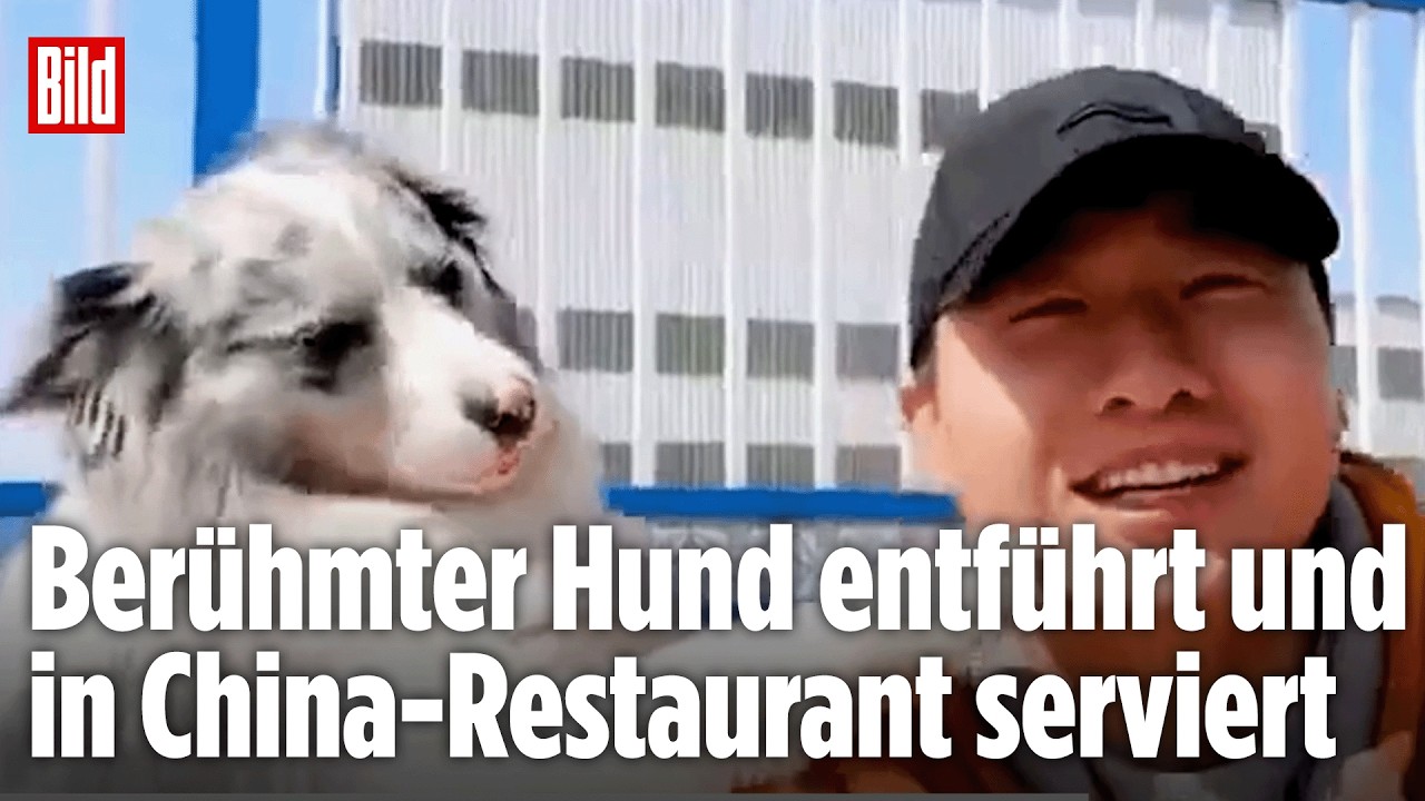 CHINA: Berühmter Internet-Hund entführt und in Restaurant serviert! Jetzt ermittelt die Polizei