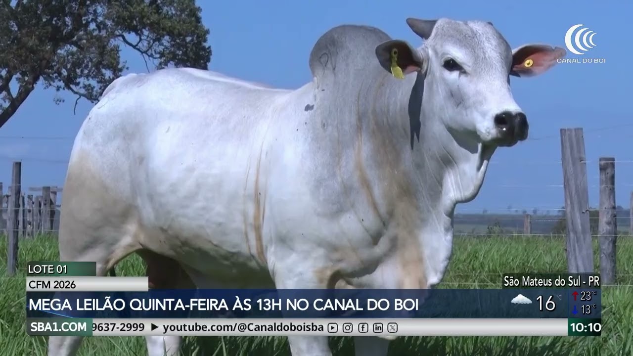 Leilões em Destaque: CFM oferta touros selecionados nesta quinta-feira no Canal do Boi
