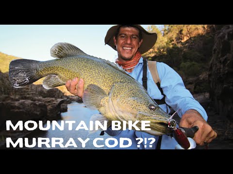Watch MURRAY COD FISHING Cast Mag Presents The Chaunt Ep 6 Mountain Bike  Murray Cod Video on