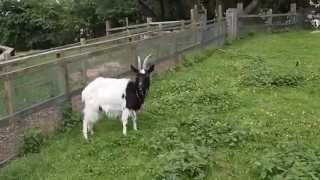 preview picture of video 'Heeley City Farm'