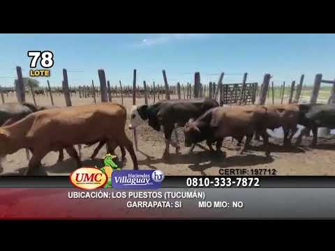 Lote 100 Terneros/as en Los Puestos, Tucumán