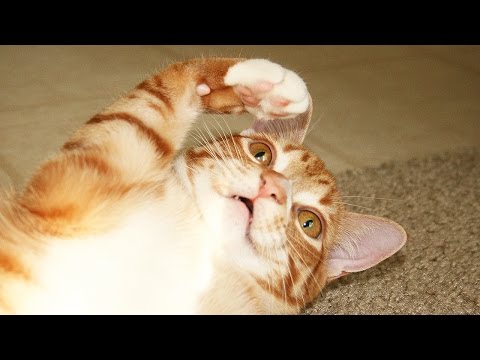 download lagu mp3 mp4 Cat Alien, download lagu Cat Alien gratis, unduh video klip Cat Alien