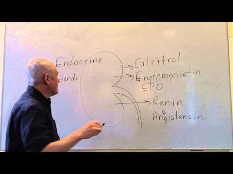 Endocrine lesson 2, Endocrine glands and hormones