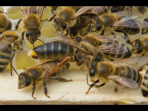 , title : 'Wie oft paart sich die Bienenkönigin? (Paarungsbiologie der Bienen)'