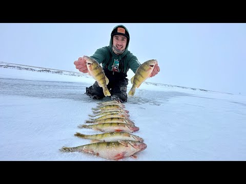 Ice Fishing JUMBO PERCH In a Loaded Slough! (INSANE BITE)