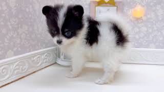 ポメラニアンの動画01