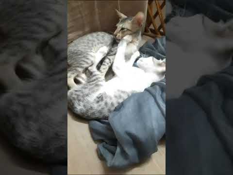 ChinnaMunna Lazy sunday #sunday #trending #trendingvideo #lazysunday #cats  #funnyanimalvideo#promo