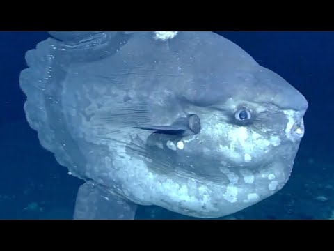 10 Weird Deep Ocean Creatures Found by ROVs Near Florida