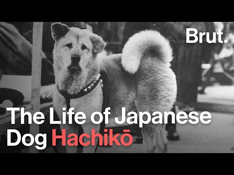 The Life of Japanese Dog Hachikō