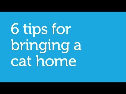6 Tips for Bringing a New Cat Home (Petco)