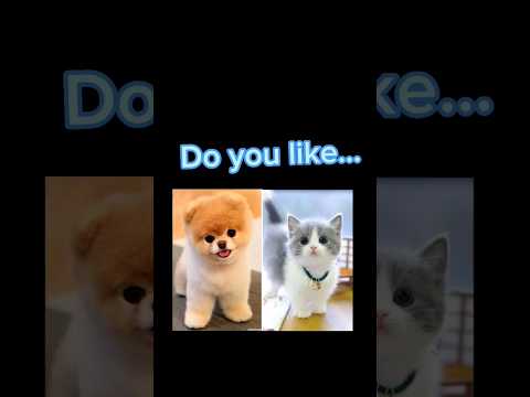 Cats VS Dogs #youtubeshorts #fun #cat #dog #VS #animals #shorts #beautiful #hashtags