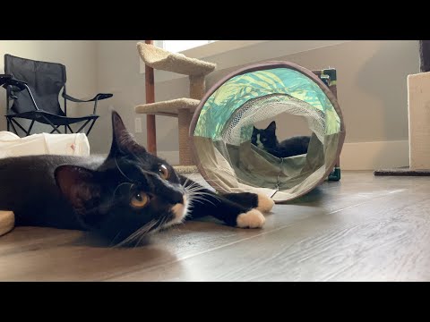 Fraiser | Niles | Daphne | Roz @ Foster Home Vll