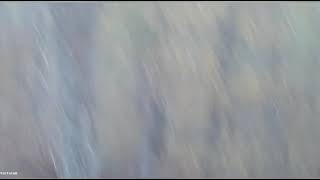 The loudest buck grunt I’ve ever heard!