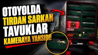Otoyolda Tırdan Sarkan Tavuklar Kameraya Yansıdı