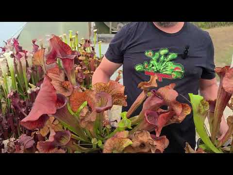 Matt's Sarracenia Pitcher Plant Collection Tour - September 19, 2025