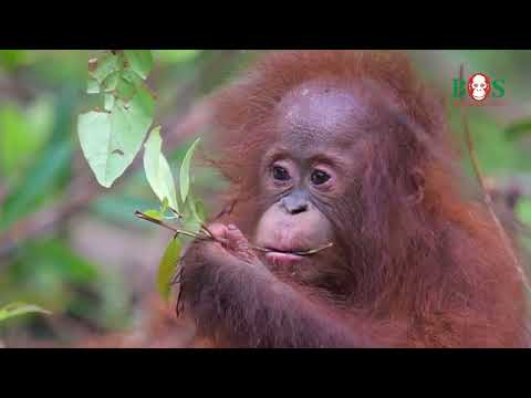 Lernt Neuzugang Iqo kennen!| BOS | orangutan.de