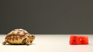 Baby Tortoise Tries Watermelon