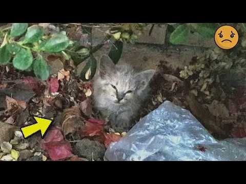 He sat in the bushes, quietly crying! What happened next will leave you speechless!