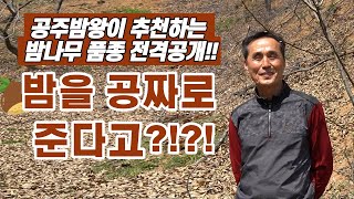 [밤 이야기] 임기택 Chapter1 어떤 밤 품종을 키워야 할지 고민이셨죠? 밤마스터가 추천하는 밤 품종 …