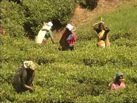 download lagu mp3 mp4 Dalreoch Tea, download lagu Dalreoch Tea gratis, unduh video klip Dalreoch Tea