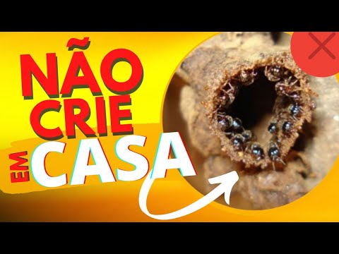 ATTENTION: The 3 stingless bees that you cannot keep at home.