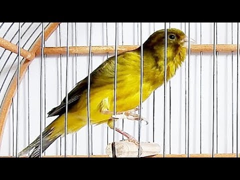 Canário Belga Salsa cantando muito forte