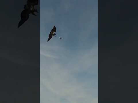 Eagle 🦅 Vs Drone 🚁 | Eagle Catched Drone