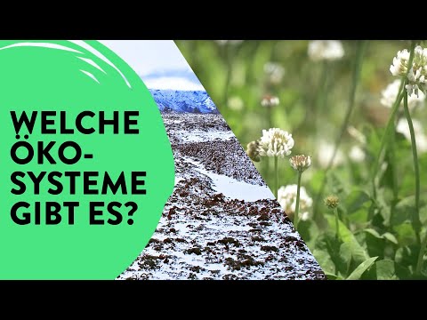 Ökosysteme - Wüste, Wald und Wiese | School's out!? #16
