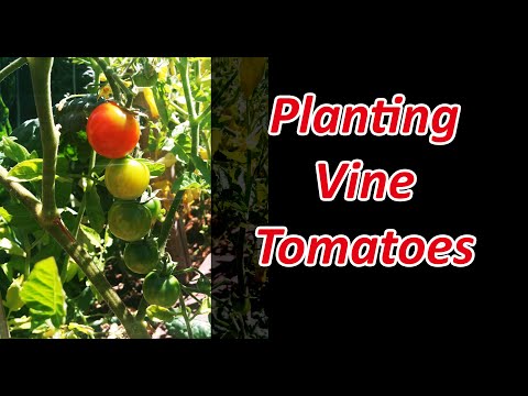 Solutions To Blossom End Rot In Tomatoes etc