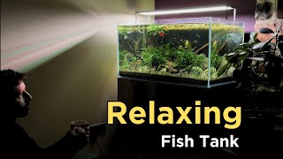 Low Maintenance Aquascape Cinematic