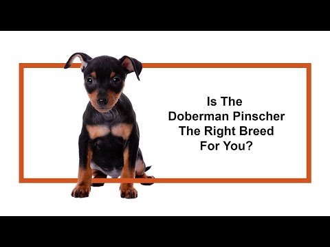 Doberman Pinscher Breed Video