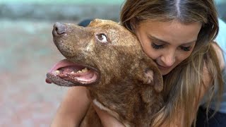 Heartbroken Pit Bull Had Sad Stories To Tell— Woman Held Him, Moved to Tears
