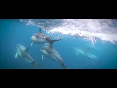 AÇORES | The Azores Islands in 4K