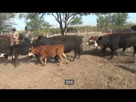 Lote 17 Vacas usadas C/ cria en Wheelwright, Santa Fe