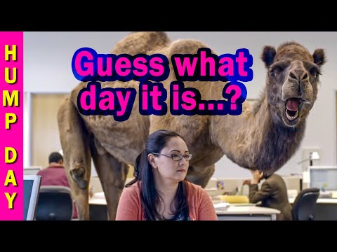 🐫 Guess what day it is?  It's Hump Day!  |  GEICO Hump Day Camel commercial 🐫