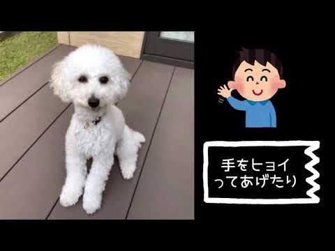 ワンワンU・x・Uお悩み相談室6️⃣8️⃣〜鯖江市「キングくん」#横断歩道は歩行者優先 #横断歩道に近付いたら歩行者がいないか確認を👀