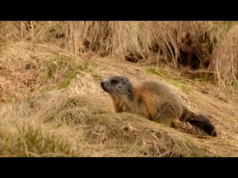 Świstak tatrzański