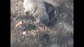Как сделать крючок для ловли крота