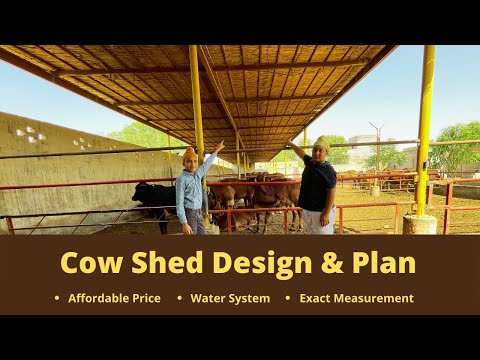 Cow Shed Design And Plan for 10 to 100 Cows