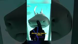 ANIMAIS SENDO IMPREVISÍVEIS!
