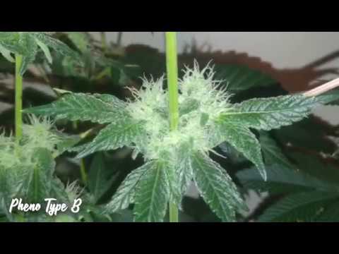 chocolate mint og week 4 of flower update lots of frost