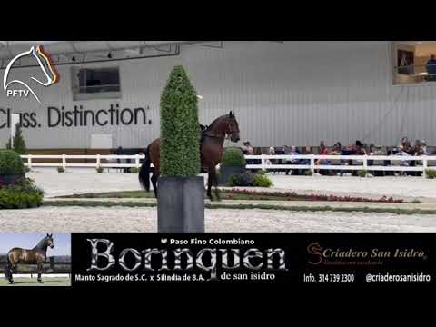 Osiris de Besilú, Tercer puesto Fino Colts/Geldins 36 - 48 mo NP, Extravaganza 2021.