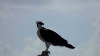preview picture of video 'Osprey,Puerto Aventuras,Yucatan,Mexico'