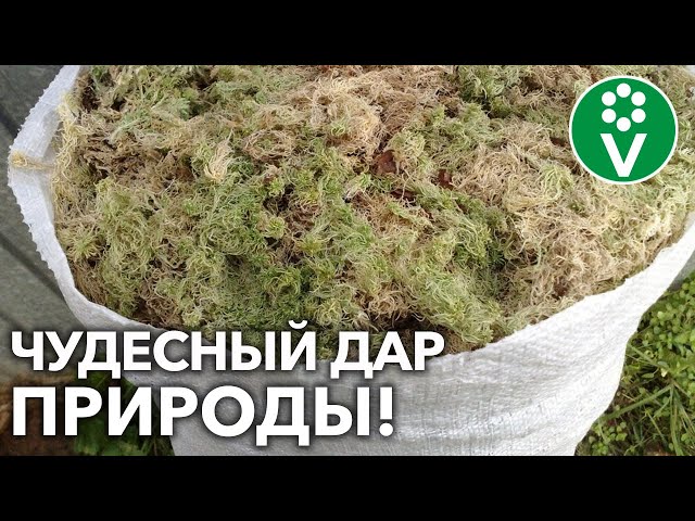 МОХ СФАГНУМ – В ПОМОЩЬ САДОВОДУ И ОГОРОДНИКУ! Как заготовить, где применять, как хранить
