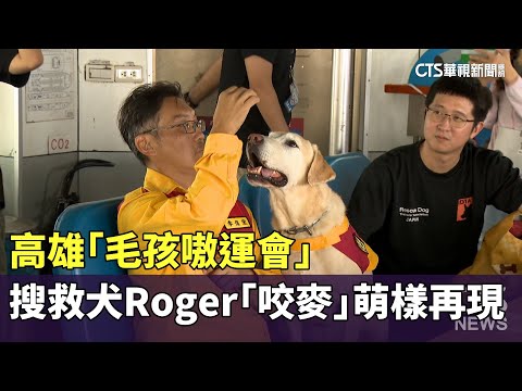 高雄「毛孩嗷運會」　搜救犬Roger「咬麥」萌樣再現