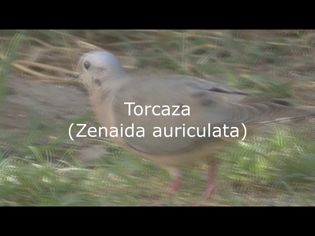 Vídeo relacionado con UGF - Alimento para pájaros Salvajes Durante Todo el año 5 kg, Alimento para pájaros Salvajes con Semillas de Girasol, Gusanos de la harina y Otros Nueve Ingredientes