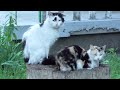 Boss Cat With Girlfriend On The Throne