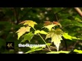 4K UHD 60fps - Red and green Red Maple (Acer ...