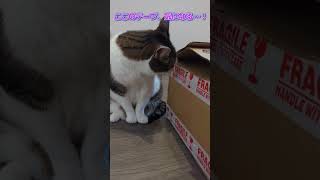 必死すぎる！テープと戦うみみちゃん #Shorts